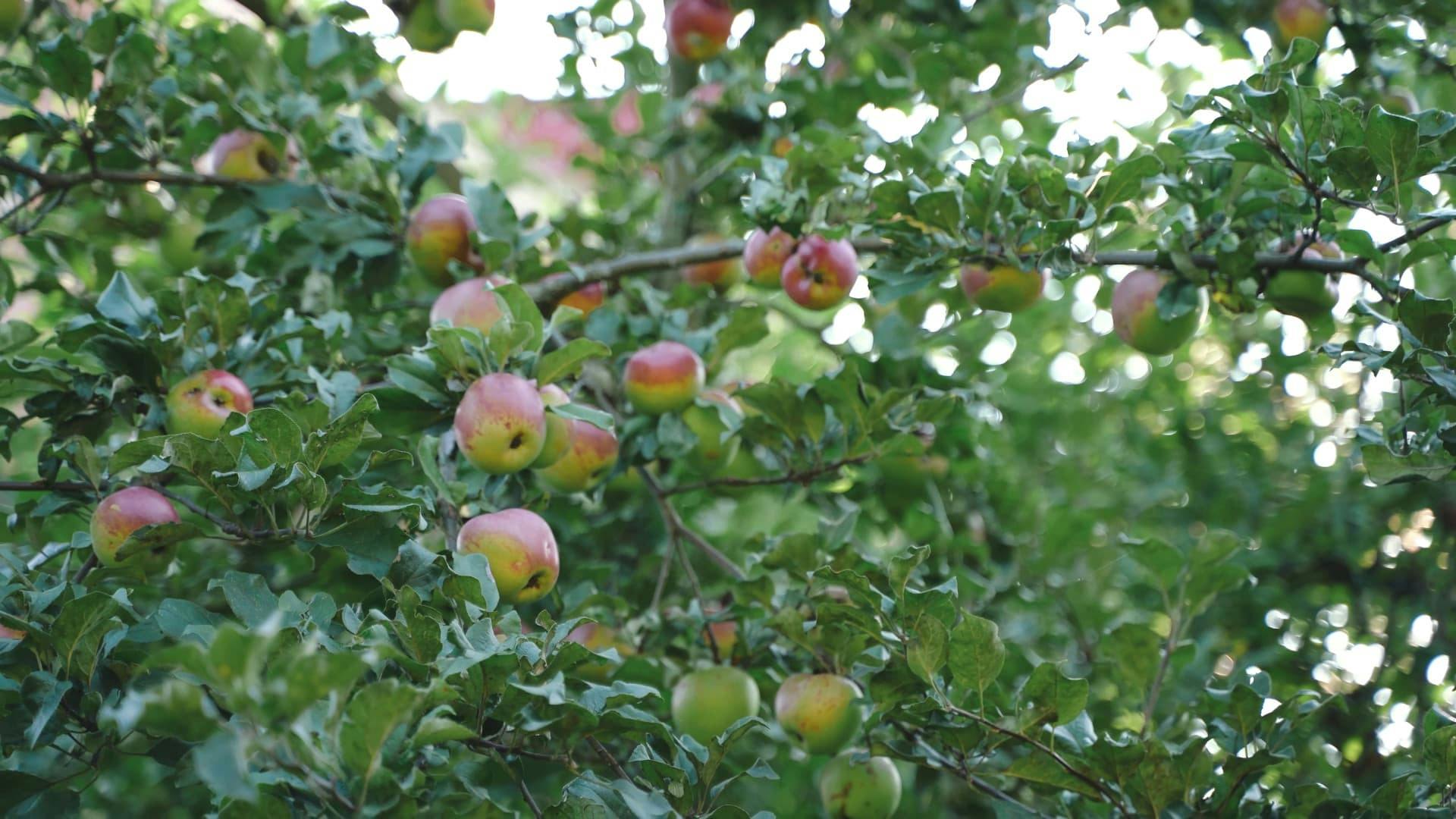 La estimación de la temporada de manzanas y peras en Nueva Zelanda cae un 12% respecto a la pretemporada